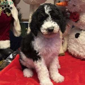 KARA, Bernedoodle Puppy