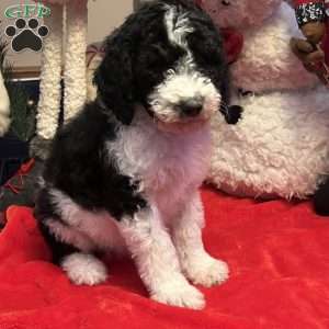 KARA, Bernedoodle Puppy