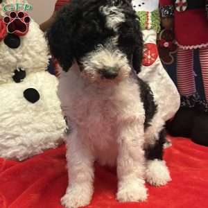 KARA, Bernedoodle Puppy