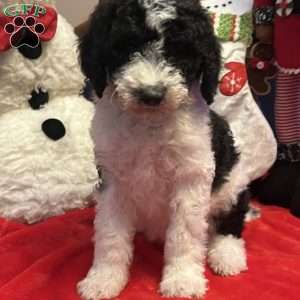 KARA, Bernedoodle Puppy