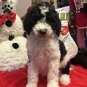 KARA, Bernedoodle Puppy