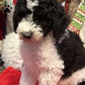 KARA, Bernedoodle Puppy
