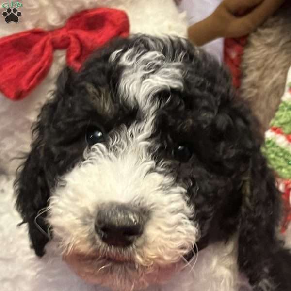 KARA, Bernedoodle Puppy