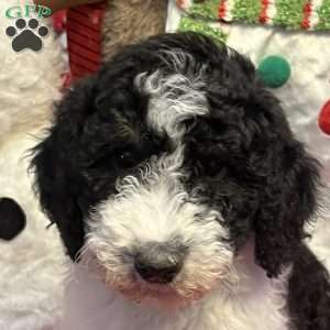 KARA, Bernedoodle Puppy