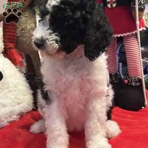 KARA, Bernedoodle Puppy