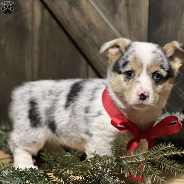 Bianca, Pembroke Welsh Corgi Puppy