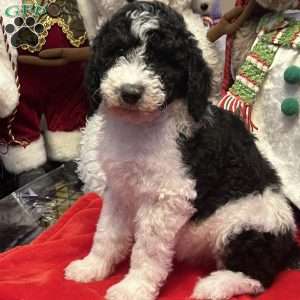 KARA, Bernedoodle Puppy
