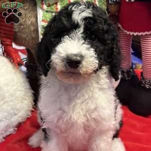 KARA, Bernedoodle Puppy