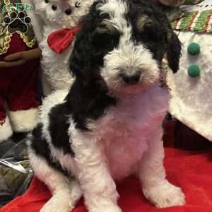 LANA, Bernedoodle Puppy