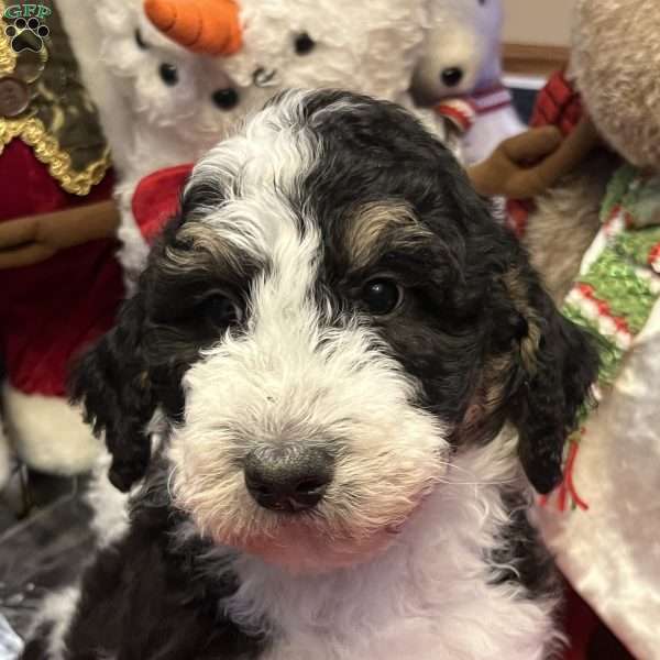 LANA, Bernedoodle Puppy