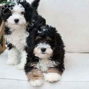 Layla, Bernedoodle Puppy