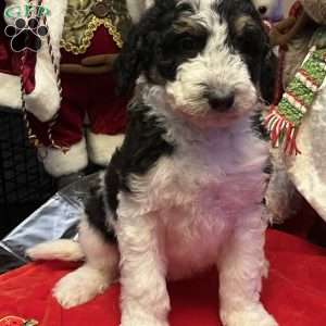 LANA, Bernedoodle Puppy