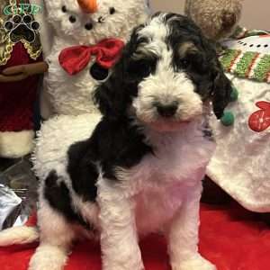 LANA, Bernedoodle Puppy