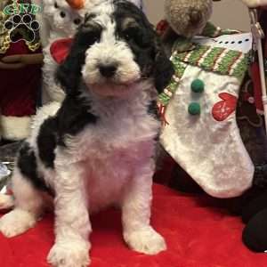 LANA, Bernedoodle Puppy