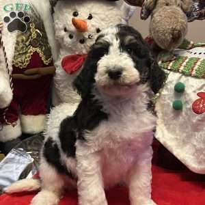 LANA, Bernedoodle Puppy