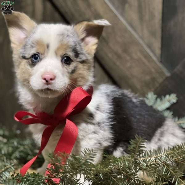 Benny, Pembroke Welsh Corgi Puppy