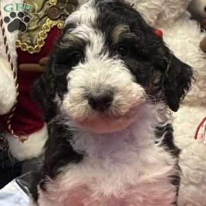 LANA, Bernedoodle Puppy