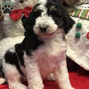 LANA, Bernedoodle Puppy