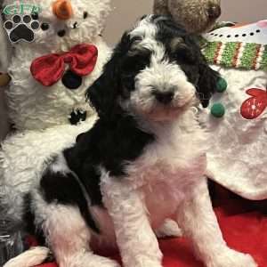 LANA, Bernedoodle Puppy