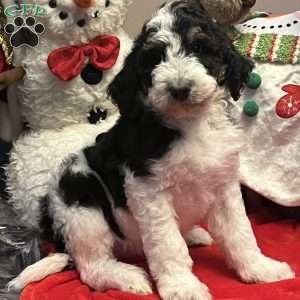 LANA, Bernedoodle Puppy