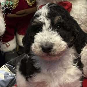 LANA, Bernedoodle Puppy
