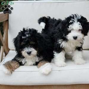 Layla, Bernedoodle Puppy