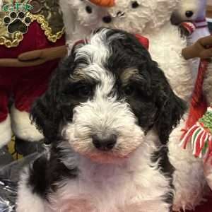 LANA, Bernedoodle Puppy