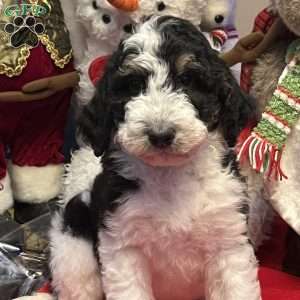 LANA, Bernedoodle Puppy