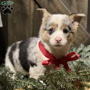 Benny, Pembroke Welsh Corgi Puppy