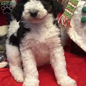 LANA, Bernedoodle Puppy