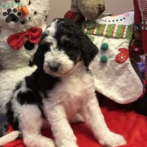 LANA, Bernedoodle Puppy