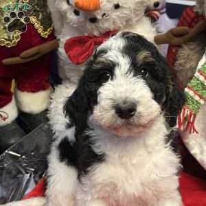 LANA, Bernedoodle Puppy