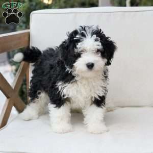 Layla, Bernedoodle Puppy