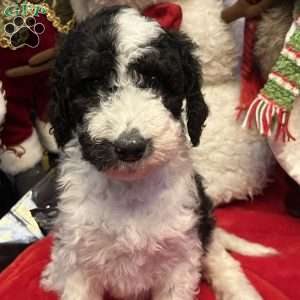 YARA, Bernedoodle Puppy
