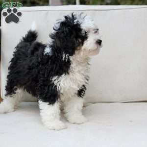 Layla, Bernedoodle Puppy