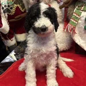 YARA, Bernedoodle Puppy