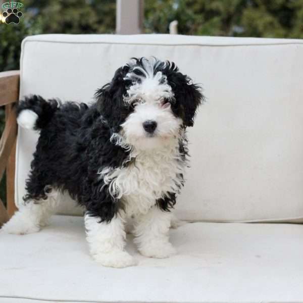 Layla, Bernedoodle Puppy