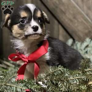 Brienne, Pembroke Welsh Corgi Puppy