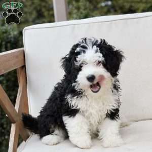 Layla, Bernedoodle Puppy