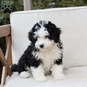 Layla, Bernedoodle Puppy