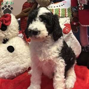 YARA, Bernedoodle Puppy
