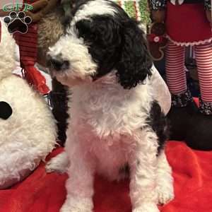 YARA, Bernedoodle Puppy