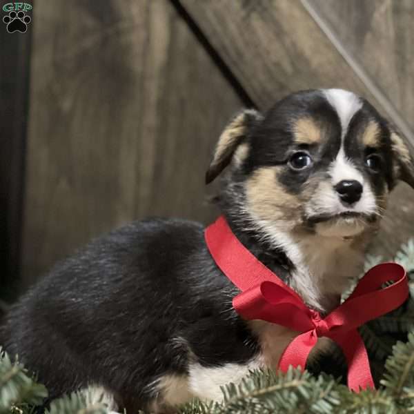 Brodie, Pembroke Welsh Corgi Puppy