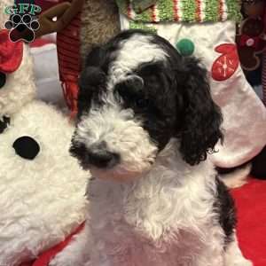 YARA, Bernedoodle Puppy