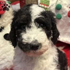 YARA, Bernedoodle Puppy