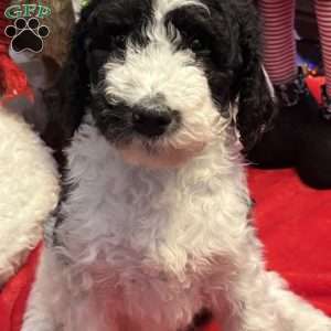 YARA, Bernedoodle Puppy