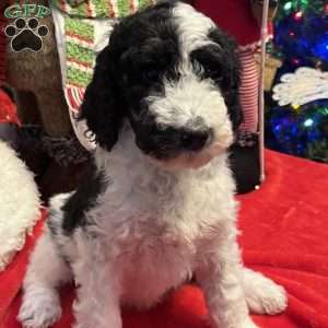 YARA, Bernedoodle Puppy