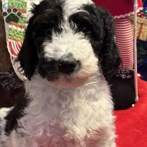 YARA, Bernedoodle Puppy