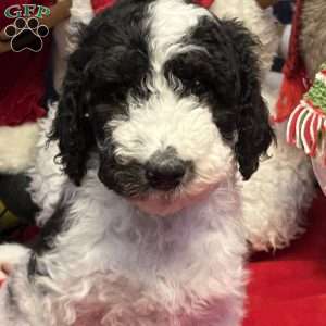 YARA, Bernedoodle Puppy
