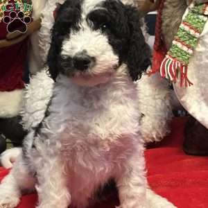 YARA, Bernedoodle Puppy